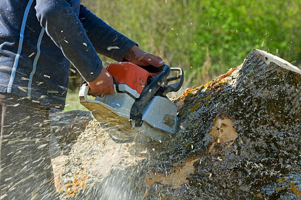 Best Affordable Tree Cutting  in USA